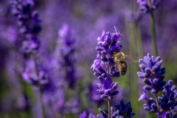 istock Carder bee on a lavender flower 1160696764