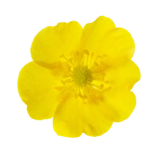 Yellow  Buttercup isolated on white background.