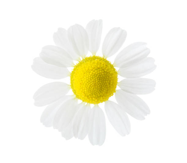 istock Close-up of Chamomile (Matricaria chamomilla) isolated on white background. 1160697807