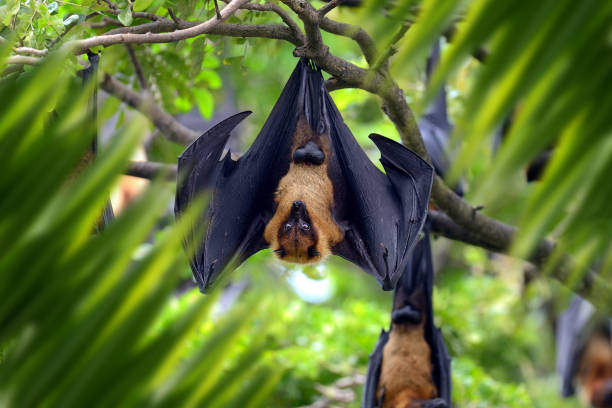 istock Fly fox portrait in jungle 1160697845