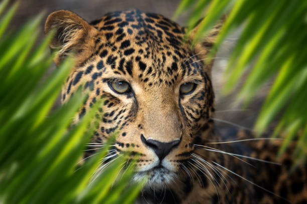istock Leopard portrait in jungle 1160697851