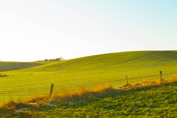 Grassy hill at sunset on a cold december day.