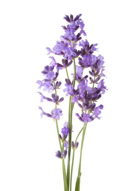 istock Bundle of lavender isolated on white background. 1160697962