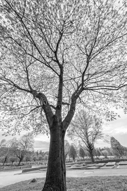 istock Black and white photo of a tree in a graveyard. 1160698669
