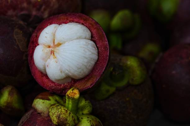 green and ripe mangosteen fruits stock photo