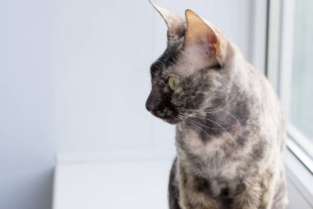 istock Gray cat animal background. Soft focus. Copy space. 1160699406