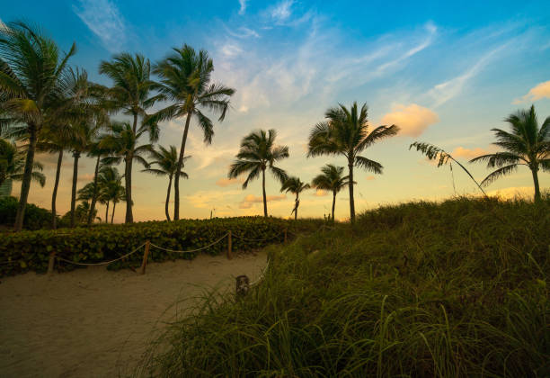 istock Miami beach Florida palm trees 1160700047