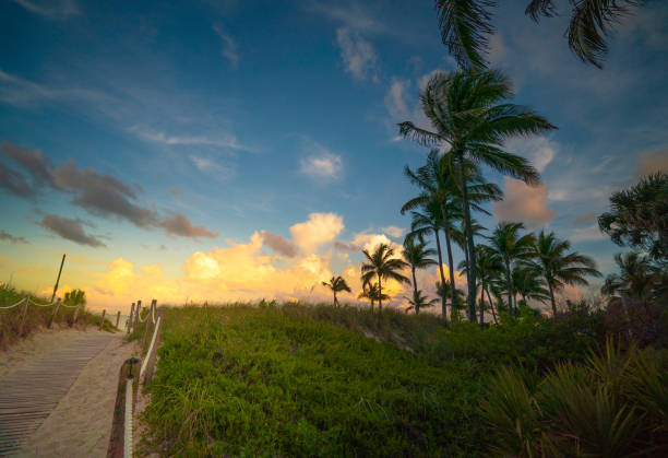 istock Miami beach Florida palm trees 1160700082