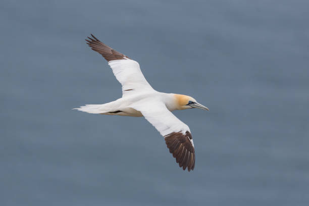 istock detailed portrait gannet (morus bassanus) in flight, blue sea 1160700342