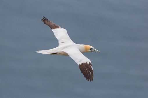 detailed portrait natural gannet (morus bassanus) in flight, blue sea
