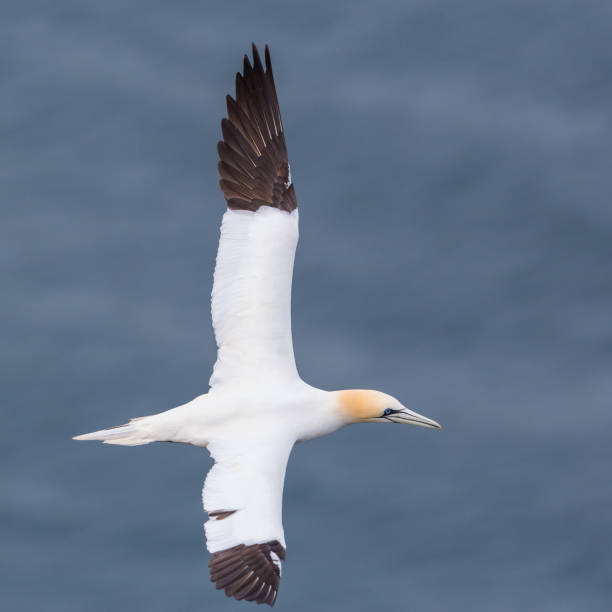 istock close-up flying gannet (morus bassanus), blue sea 1160700353