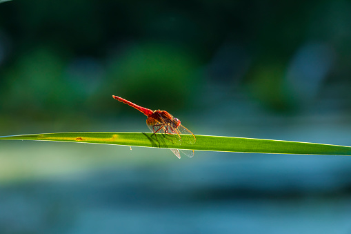 Dragonfly lit by the morning light of the sun sits on a green leaf of reeds near a forest lake