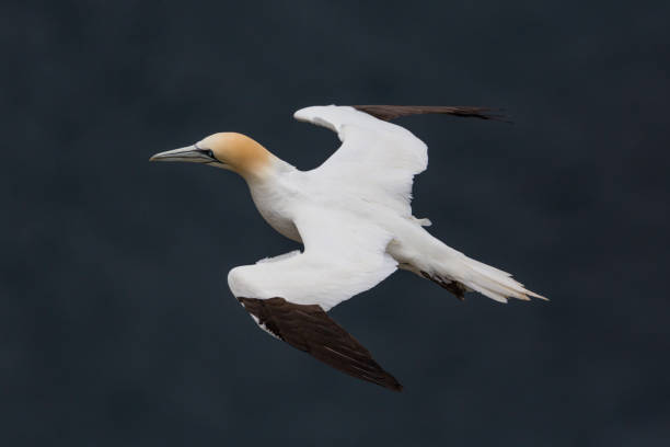 istock detailed portrait flying gannet (morus bassanus), blue sea 1160700368