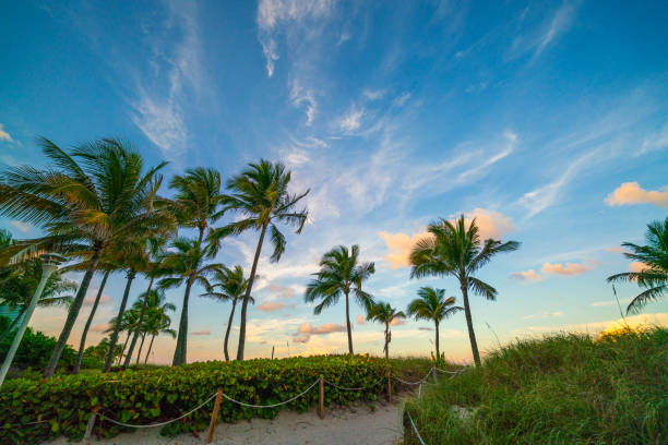 Miami beach Florida palm trees