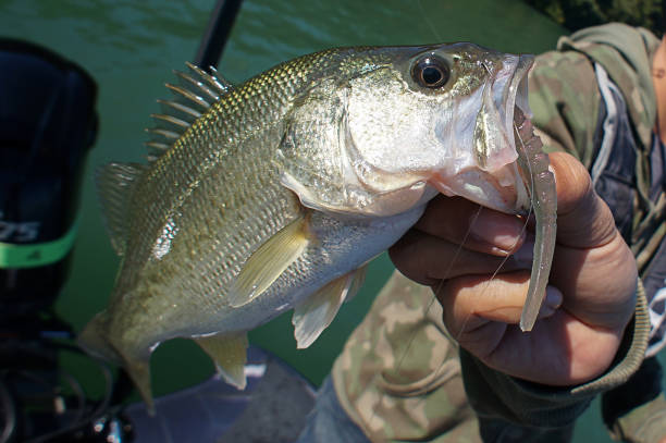 istock Bassfish in the hand 1160702494