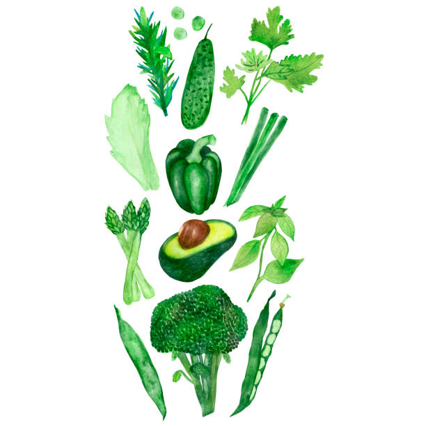 istock Watercolor set of green vegetables isolated on white background. 1160702547