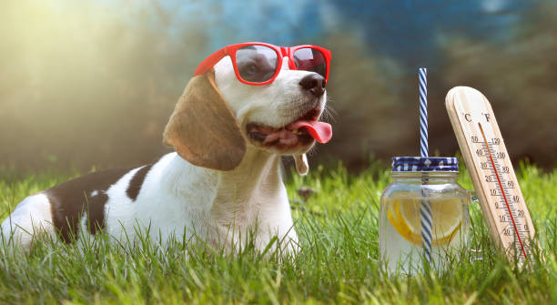 Happy dog lying on grass and feels warm with sunglasses and lemonade, thermometer stock photo