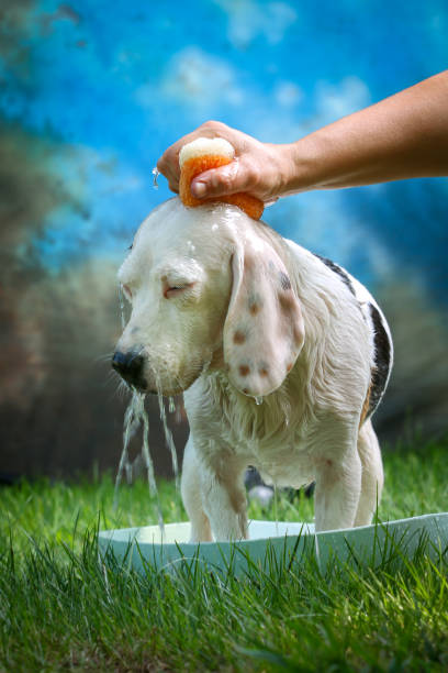 istock Cute dog having bath in summer with sponge and soap 1160702579