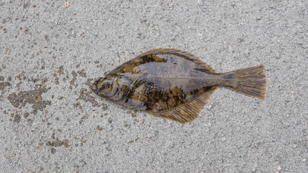 Three young flounder fish camouflage themselves by imitating the colors of the sea floor.