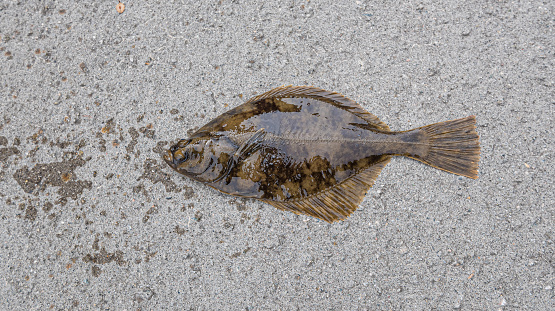 Freshly fished flatfish (Pleuronectes platessa) on a concrete floor.