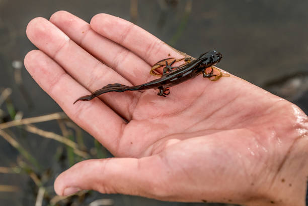 Free picture: striped, newt, sampling, Georgia
