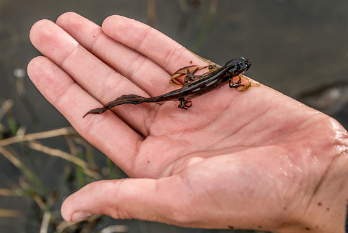 A common newt (Lissotriton vulgaris) in a hand.