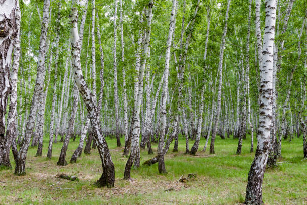 istock green birch forest of Russia 1160703459