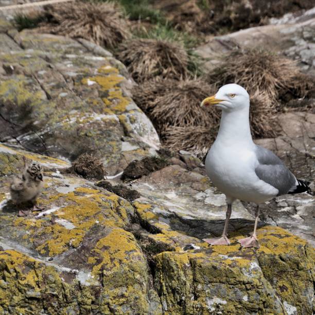 istock A picture of a Gull and its Chick 1160703659