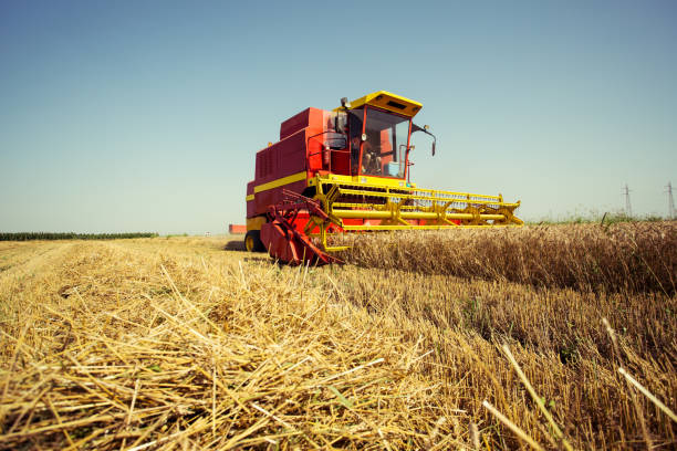 istock Harvester harvests wheat on field 1160703855