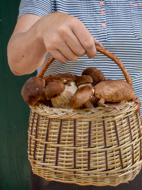 istock Female hands hold a basket with mushroom. 1160707267