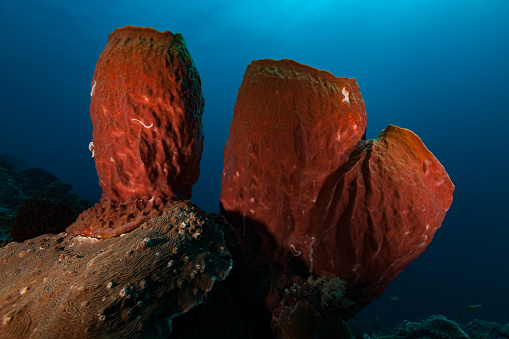 Giant Barrel Sponge Xestospongia testudinaria occurs widely distributed in the tropical Indo-Pacific in a depth range from 2-50m. Specimen in the intertidal zones remain small with 10-20cm diameter, below they can grow to impressing sizes, measuring up to 2.4 meters in height and width. The life span of these filter animals is many hundreds of years. These three specimens emerge from a common base. This is often found. Between hard coral and sponge there is a \