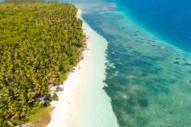 istock Tropical beach with palm trees and white sand, top view 1160709671