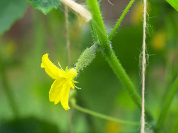 istock small cucumber with flower and tendrils in vegetable bed 1160710461