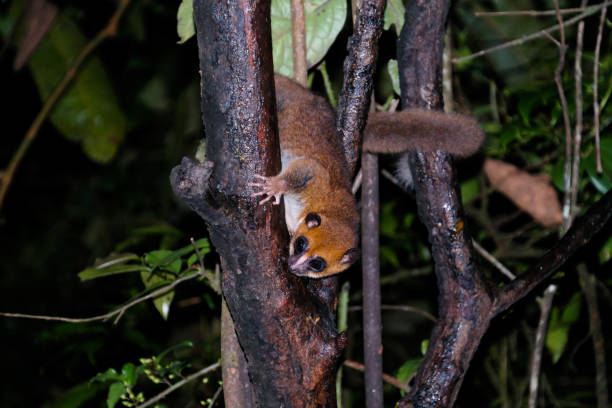 라노마파나, 피아나란소아, 마다가스카르에서 일명 동부 루푸스 또는 러셋의 갈색 마우스 여우원숭이 microcebus 루퍼스의 밤 초상화 - squirrel softness wildlife horizontal 뉴스 사진 이미지