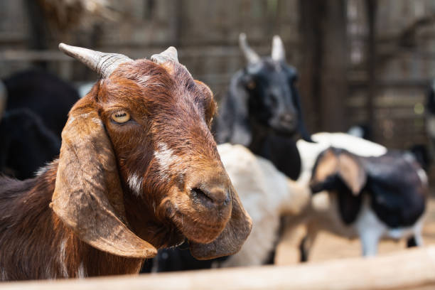 istock Horned brown female goat in a rustic barn 1160712570
