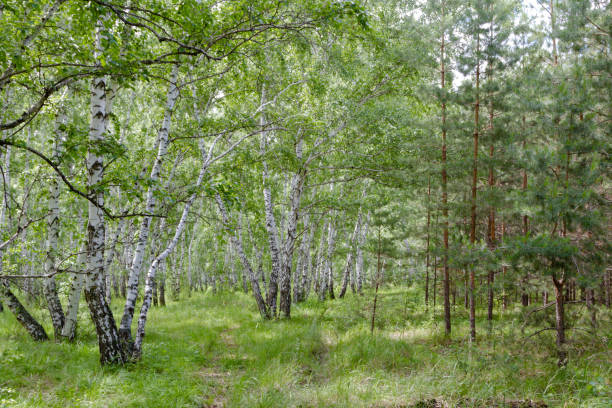 istock birch grove of Russia 1160712578