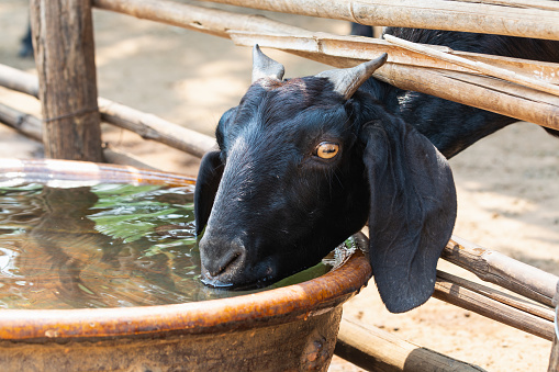 Black goat drinking water from the big clay barrel in Bagan village, Myanmar.