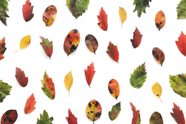 istock Autumn Background With Colorful Leaves 1160713177
