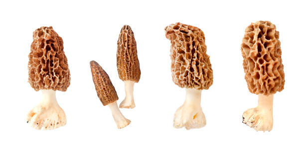 白い背景に隔離されたモレルキノコのコラージュ - edible mushroom food fungus isolated ストックフォトと画像