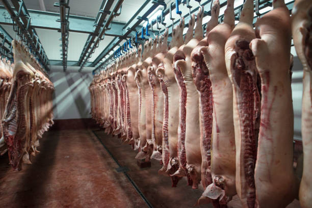Meat industry. Cold storage area of food processing plant with pig carcass cut in half hanging of the hooks in slaughterhouse. Fresh raw meat ready to be shipped to the market. slaughterhouse photos stock pictures, royalty-free photos & images