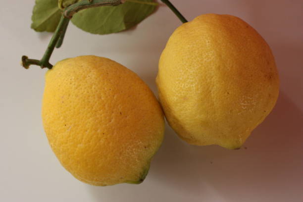 istock Yellow lemon  Organic farming 1160714986