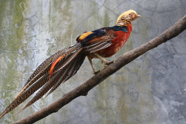 istock golden pheasant walks in the cage 1160715080