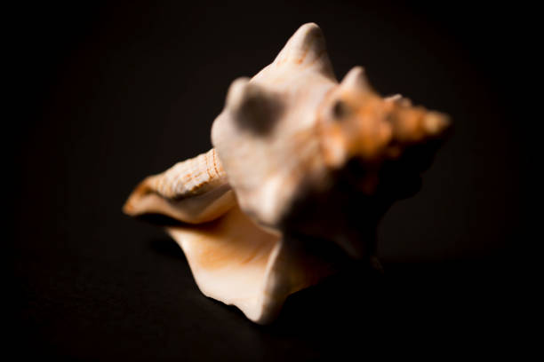 Close up photo of the studio shot of the conch spiral shell, selective focus
