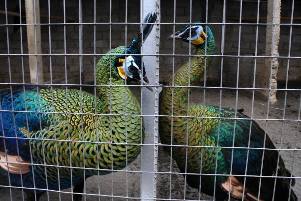 A male peacock (Pavo cristatus) showing its colorful feathers in a Costa Rica zoo