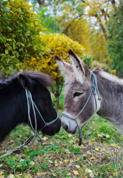 Photo of Cute pony and donkey at natural park,enjoying nice weather,life is good