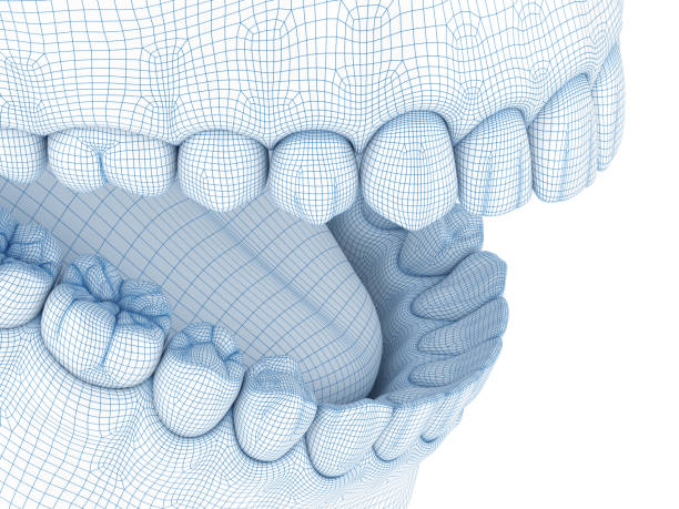 istock Morphology of mandibular human gum and teeth. Wire 3d model illustration 1160716941
