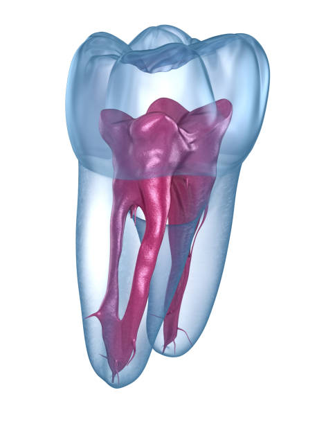 how long does a root canal take