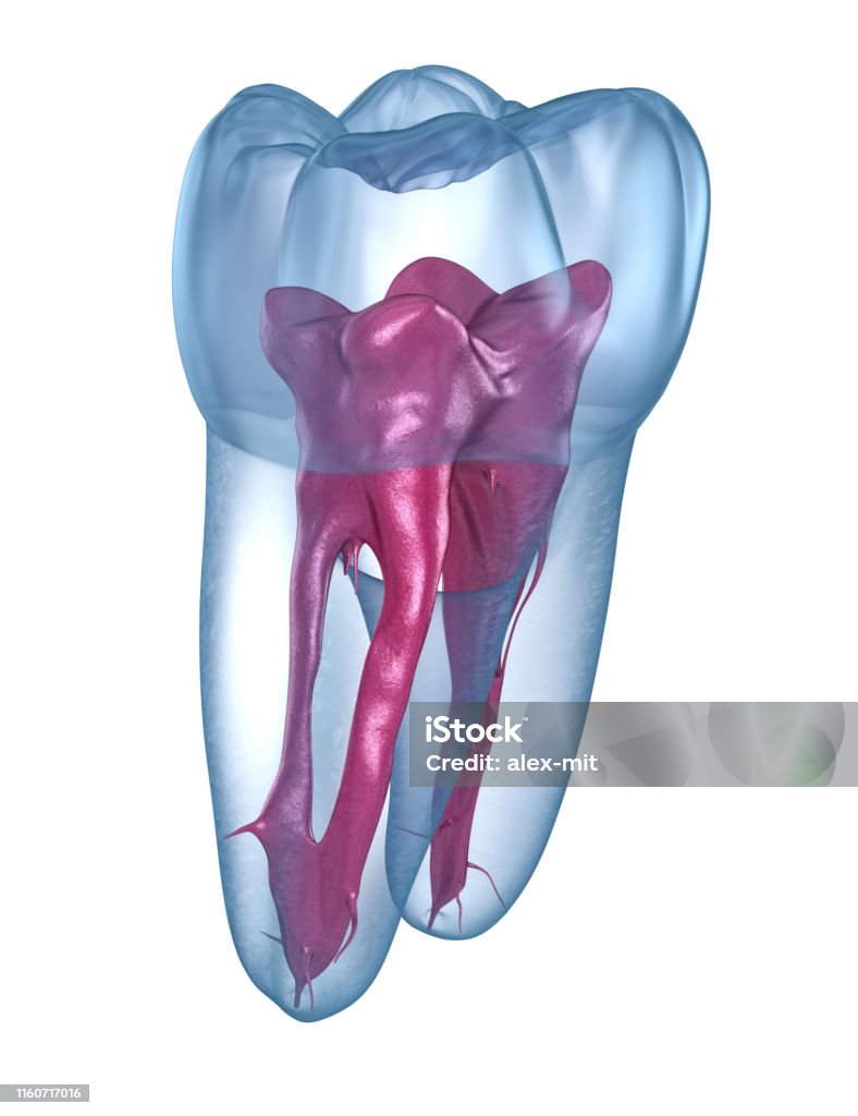 Maxillary Tooth Roots Dental Root Anatomy First Maxillary Molar Tooth Medically Accurate ...