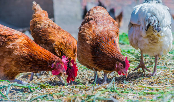 istock Chickens on traditional free range poultry farm 1160717116