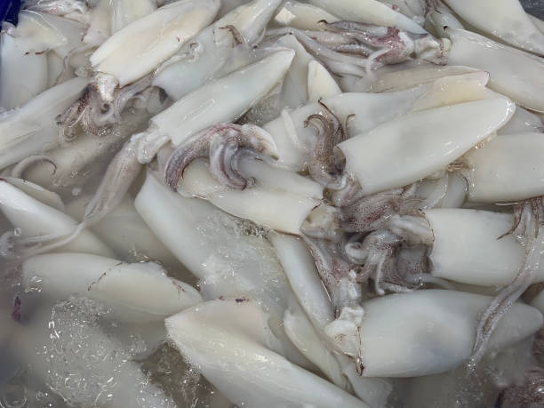 istock Fresh squids with ice for sale 1160717243